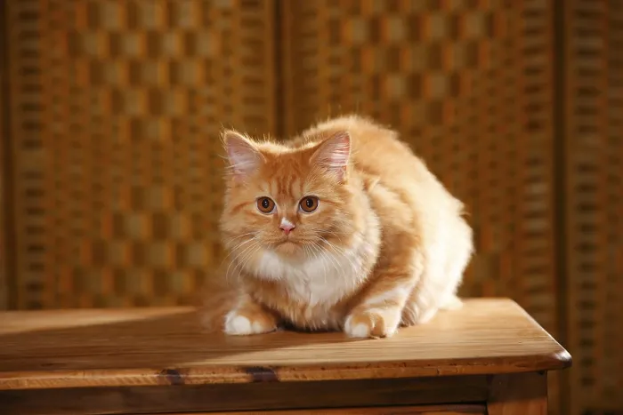 Framed Print : British Longhair, red-white, 5 months