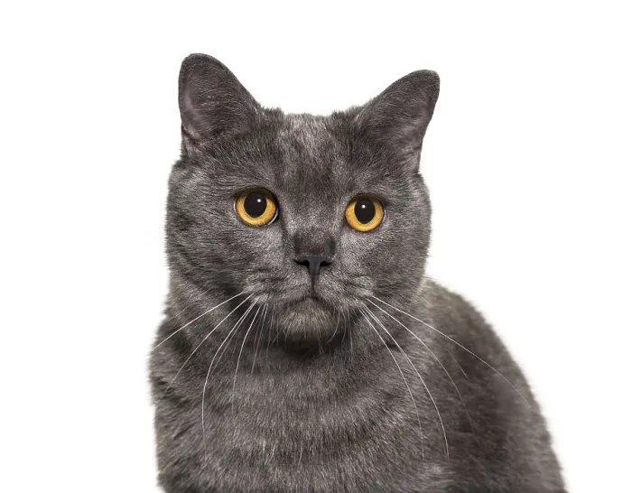 Framed Print : British Shorthair, 4 years old