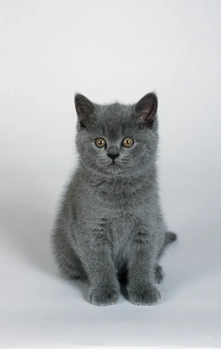 Framed Print : British Shorthair Cat, blue, kitten