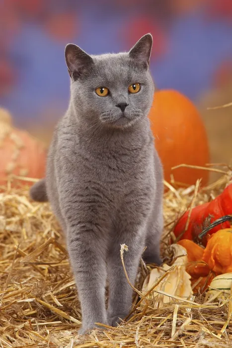 Framed Print : British shorthair cat, blue, tomcat Framed Print : British shorthair cat, blue, tomcat