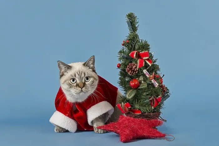 Framed Print : British Shorthair cat in christmas costume with Christmas tree