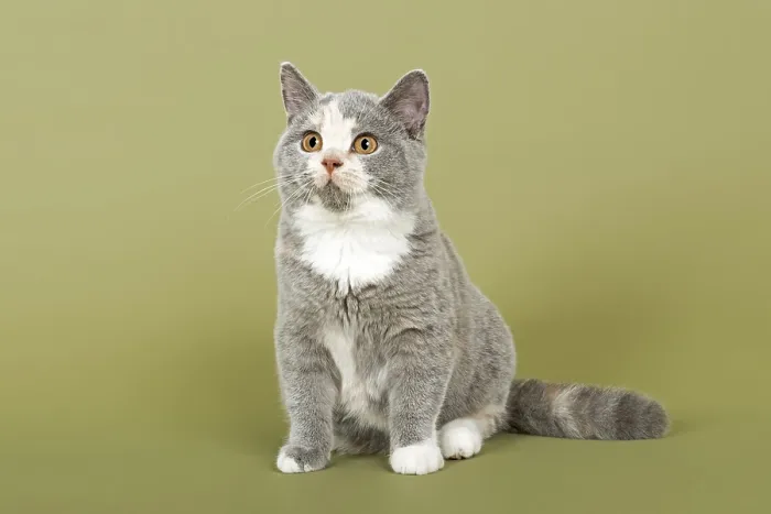 Framed Print : British Shorthair cat, kitten, 18 weeks