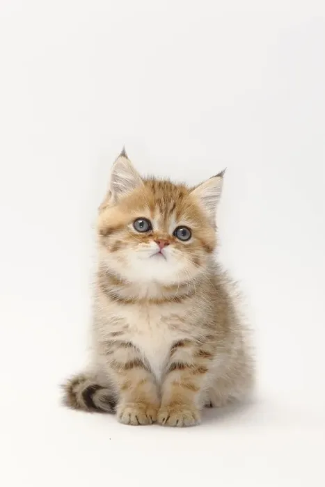 Framed Print : British shorthair cat, kitten, black-golden-shaded