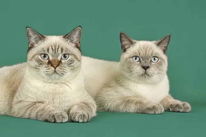 Framed Print : Two British Shorthair cats