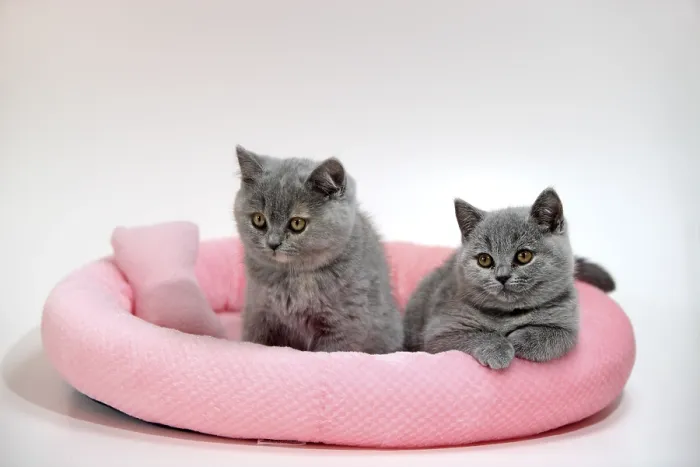 Framed Print : British Shorthair cats, kitten