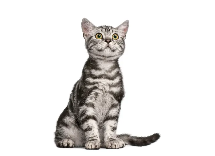 Framed Print : British shorthair kitten sitting and looking up with curiosity on a white background