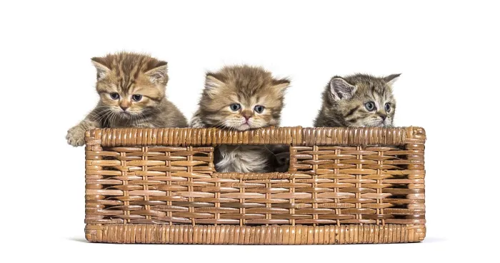 Framed Print : British Shorthair and longhair in a wicker basket