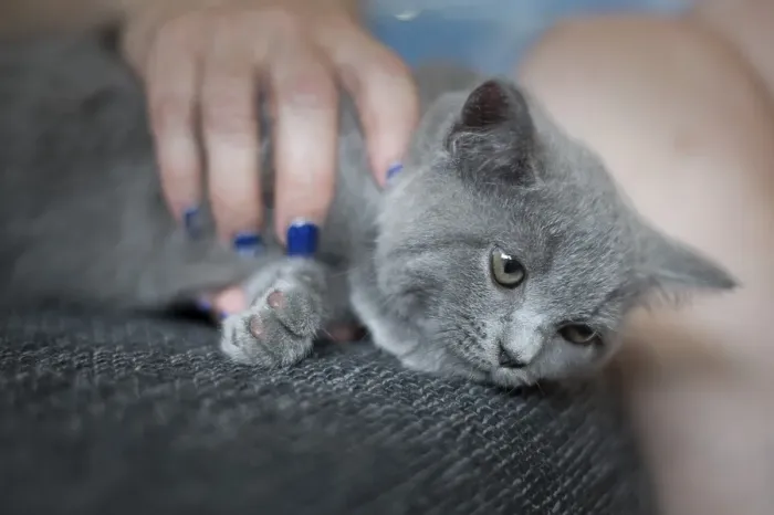 Framed Print : British Shorthair male, 11 weeks old