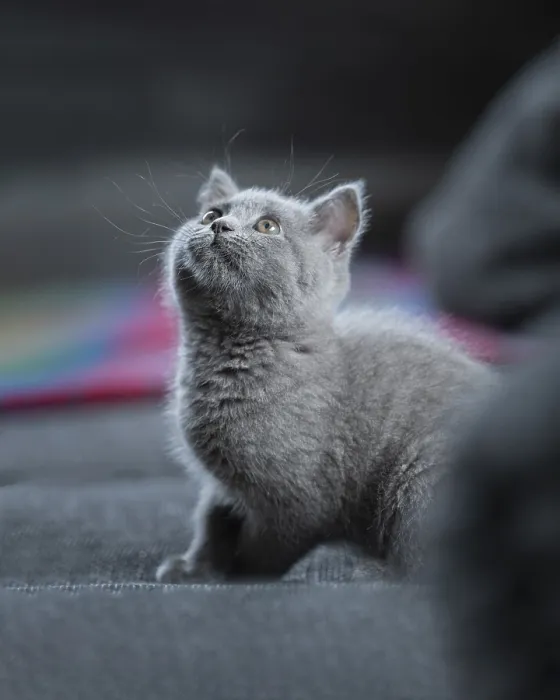 Framed Print : British Shorthair male, 11 weeks old