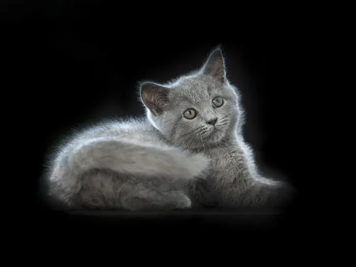 Framed Print : British Shorthair male, 11 weeks old Framed Print : British Shorthair male, 11 weeks old
