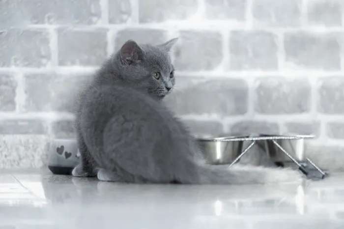 Framed Print : British Shorthair male, 11 weeks old