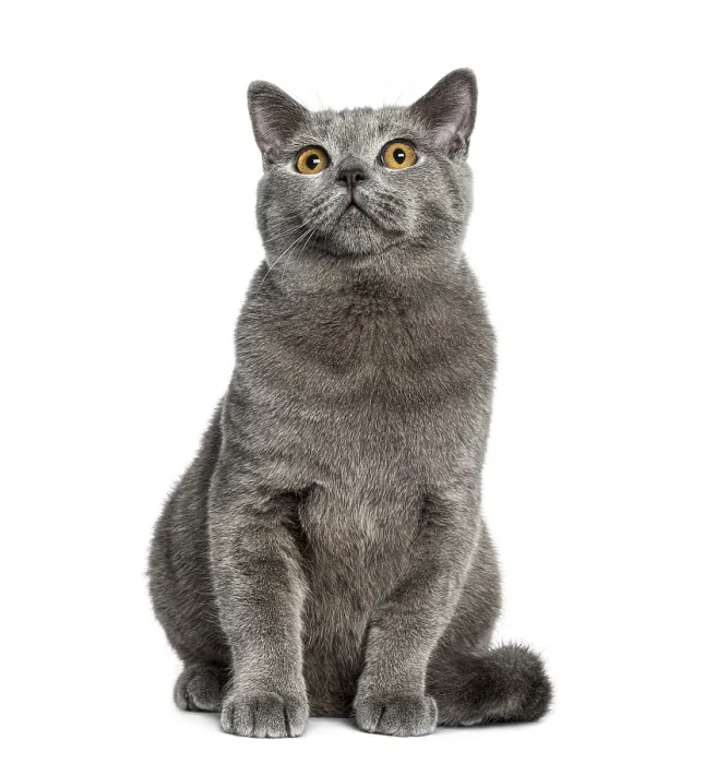 Framed Print : British Shorthair sitting (6 months old) Framed Print : British Shorthair sitting (6 months old)