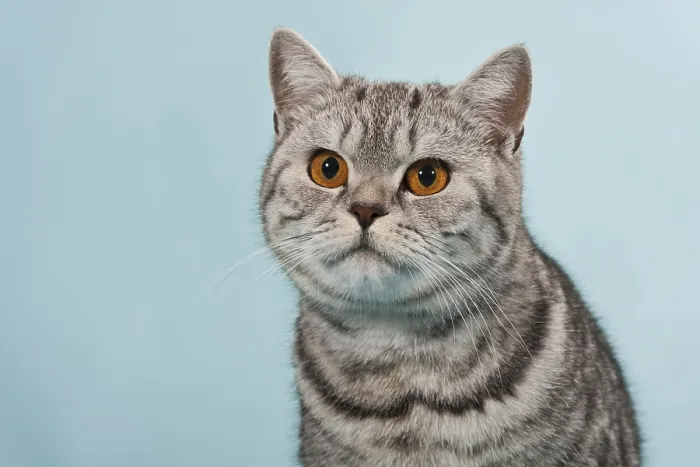 Framed Print : British Shorthair tabby, male cat, portrait