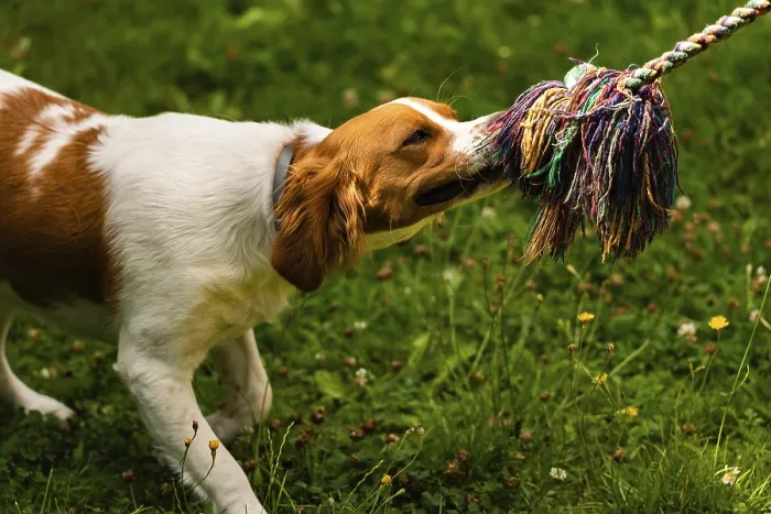Framed Print : Brittany dog puppy playing outside tug of war