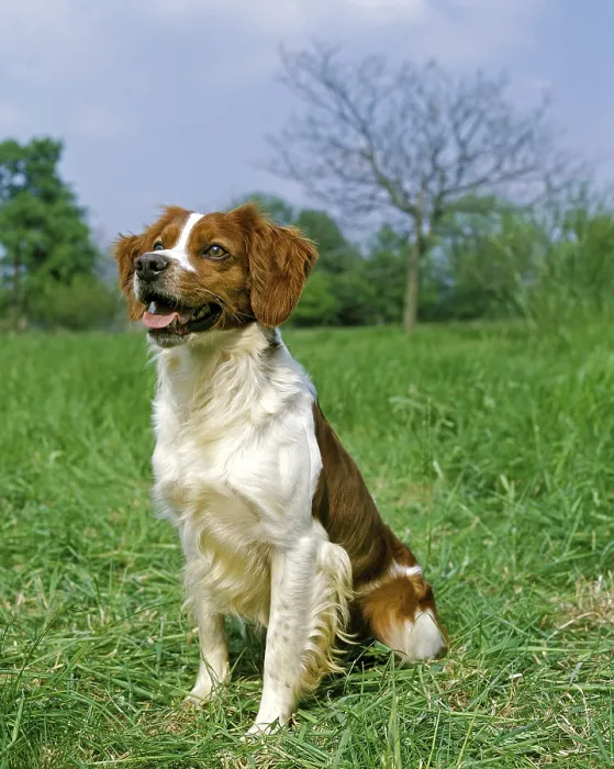 Framed Print : Brittany Spaniel, adult sitting on grass