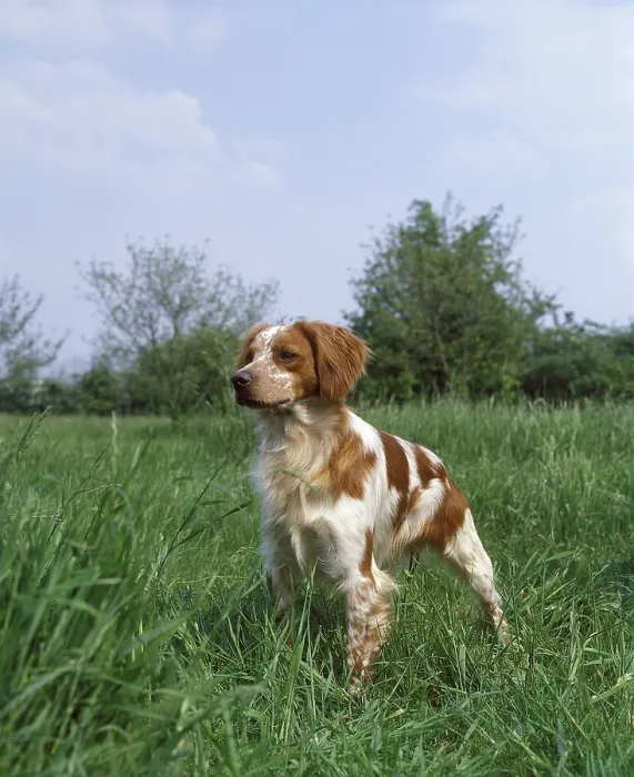 Framed Print : Brittany Spaniel, Dog on Grass