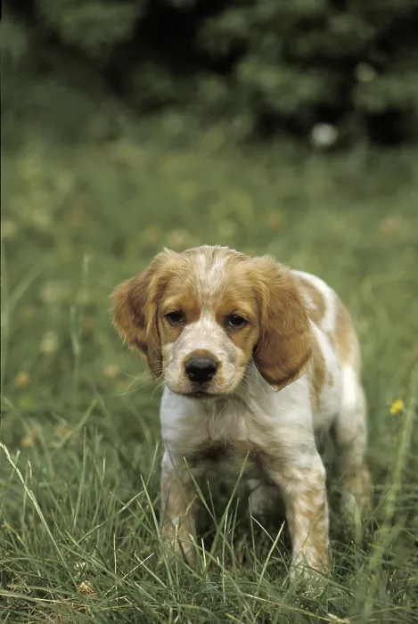 Framed Print : Brittany Spaniel Dog, Puppy on Grass Framed Print : Brittany Spaniel Dog, Puppy on Grass