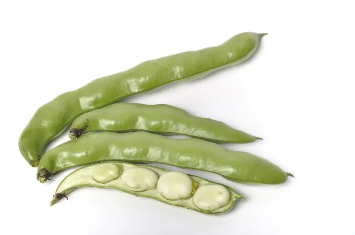 Framed Print : Broad beans on a white background studio shots