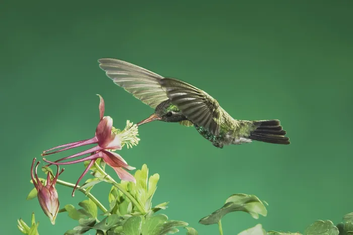 Framed Print : Broad-billed Hummingbird (Cynanthus latirostris)