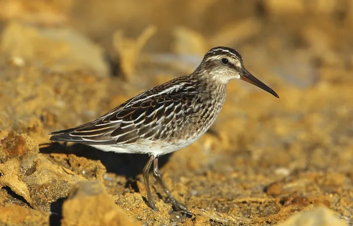 Framed Print : Broad-billed Sandpiper (Calidris falcinellus) foraging