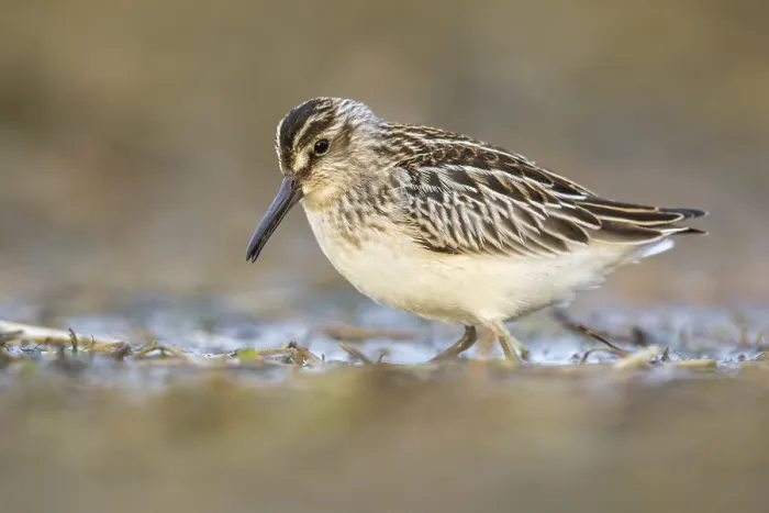 Framed Print : Broad-billed Sandpiper (Calidris falcinellus) foraging