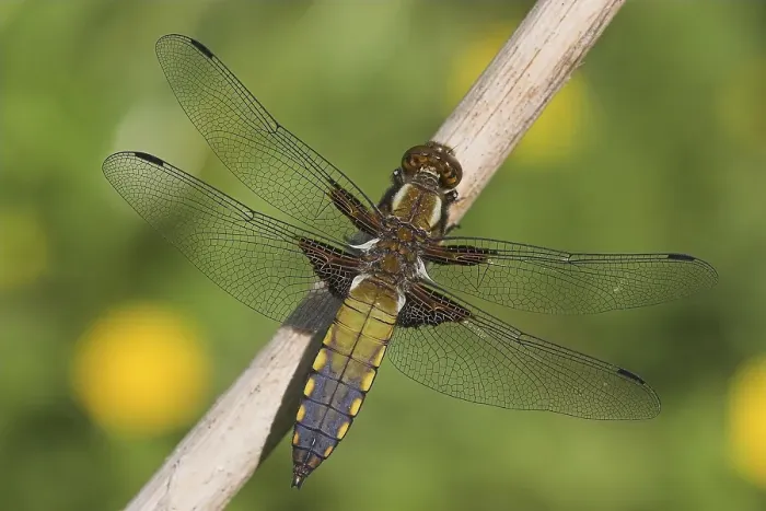 Framed Print : Broad-bodied Chaser or Broad-bodied Darter (Libellula depressa)