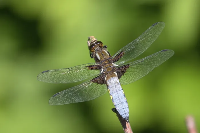 Framed Print : Broad-bodied chaser (Libellula depressa) Framed Print : Broad-bodied chaser (Libellula depressa)