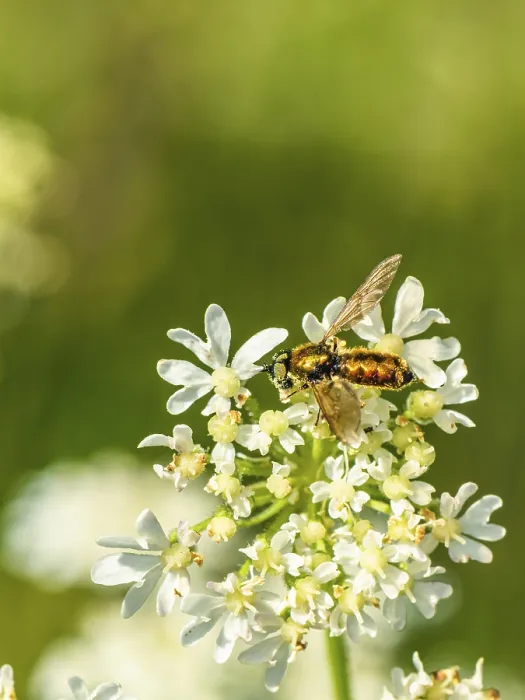 Framed Print : Broad Centurion Fly, Chloromyia formosa Framed Print : Broad Centurion Fly, Chloromyia formosa