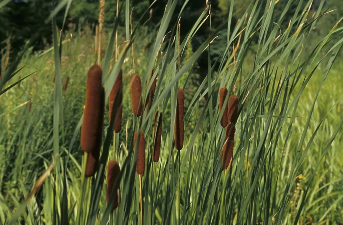 Framed Print : Broad-leaved bulrush (Typha latifolia)