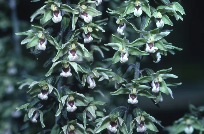 Framed Print : Broad-leaved hellebore (epipactis helleborine)