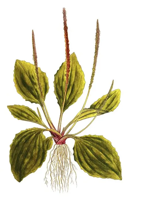 Framed Print : Broad-leaved plantain (Plantago major) Framed Print : Broad-leaved plantain (Plantago major)