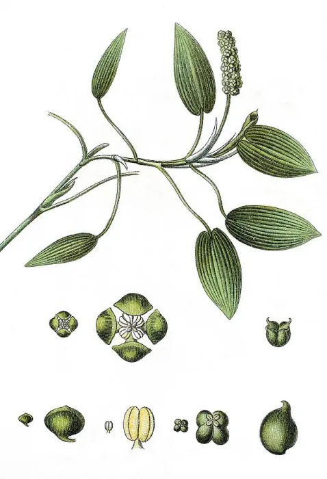 Framed Print : Broad-leaved pondweed, floating pondweed (Potamogeton natans)
