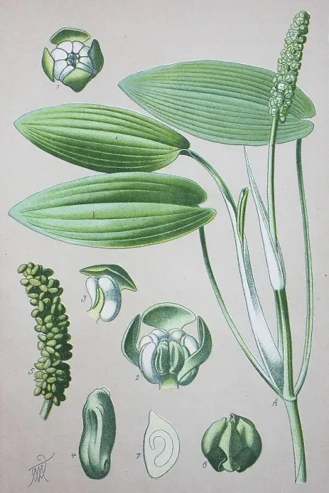 Framed Print : Broad-leaved Pondweed (Potamogeton natans)