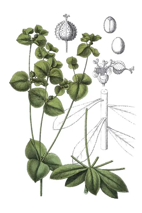 Framed Print : Broad-leaved spurge (Euphorbia platyphyllos)