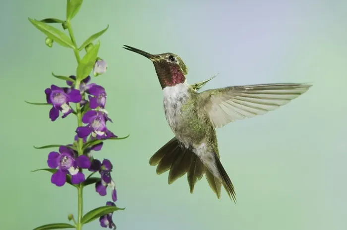Framed Print : Broad-tailed Hummingbird (Selasphorus platycercus)
