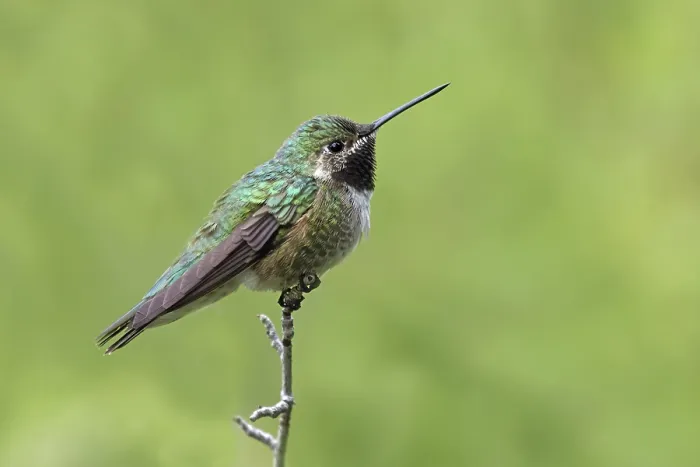 Framed Print : Broad-tailed hummingbird, USA, North America