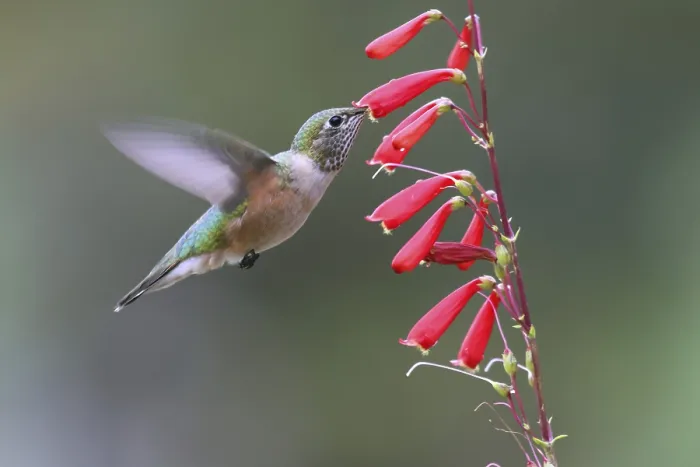 Framed Print : Broad-tailed hummingbird, USA, North America