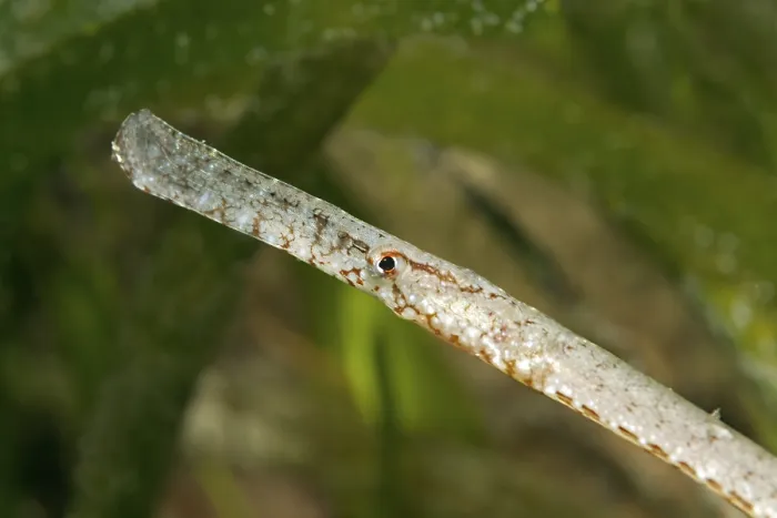 Framed Print : Broadnosed pipefish (Syngnathus typhle)