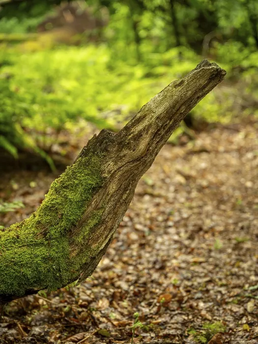 Framed Print : Broken tree branch in the shape of an animal head