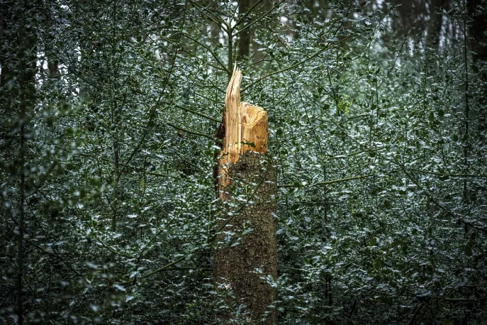 Framed Print : A broken tree trunk stands out in a dense Framed Print : A broken tree trunk stands out in a dense
