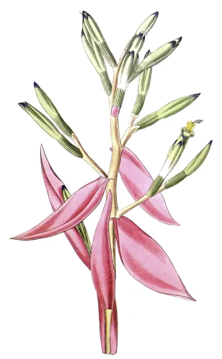 Framed Print : Bromeliad, Bromelia pallida, illustration