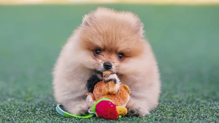 Framed Print : Brooding pomeranian puppy nibbles a plush toy duck on an artificial lawn