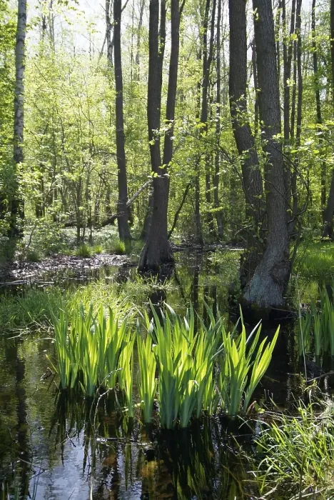 Framed Print : Brook