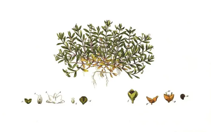 Framed Print : Brook springwort, Montia fontana