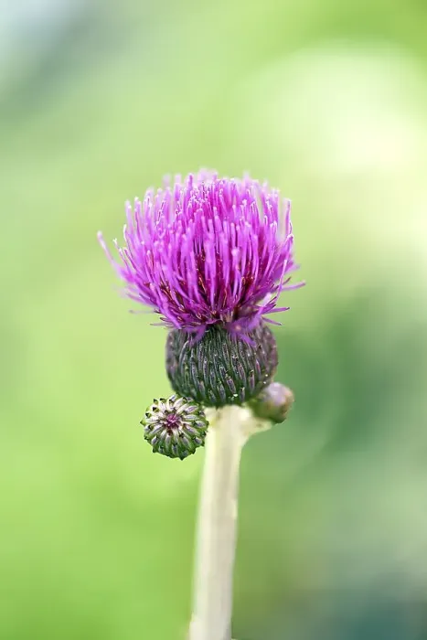 Framed Print : Brook thistle (Cirsium rivulare) Framed Print : Brook thistle (Cirsium rivulare)