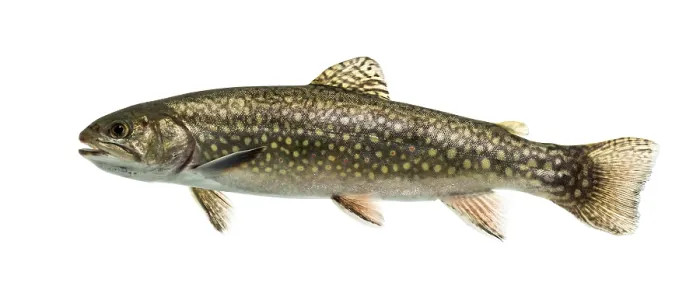 Framed Print : Brook trout swimming, isolated on white Framed Print : Brook trout swimming, isolated on white