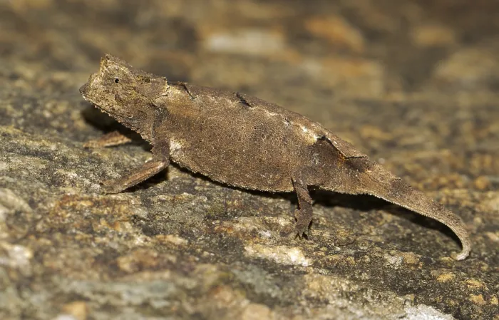 Framed Print : Brookesia brunoi (Brookesia brunoi) Framed Print : Brookesia brunoi (Brookesia brunoi)