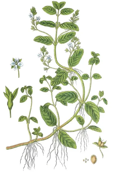 Framed Print : Brooklime, European speedwell (Veronica beccabunga)