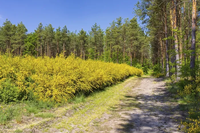 Framed Print : Broom broom (Cytisus scoparius) in bloom in a clearing in the forest Framed Print : Broom broom (Cytisus scoparius) in bloom in a clearing in the forest