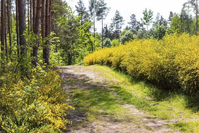 Framed Print : Broom broom (Cytisus scoparius) in bloom in a clearing in the forest